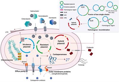 Epidemiological characteristics and molecular evolution mechanisms of carbapenem-resistant hypervirulent Klebsiella pneumoniae